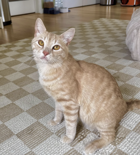 Alfredo
