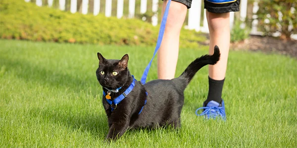 Exploring the Great Outdoors: Safely Taking Your Cat on Adventures